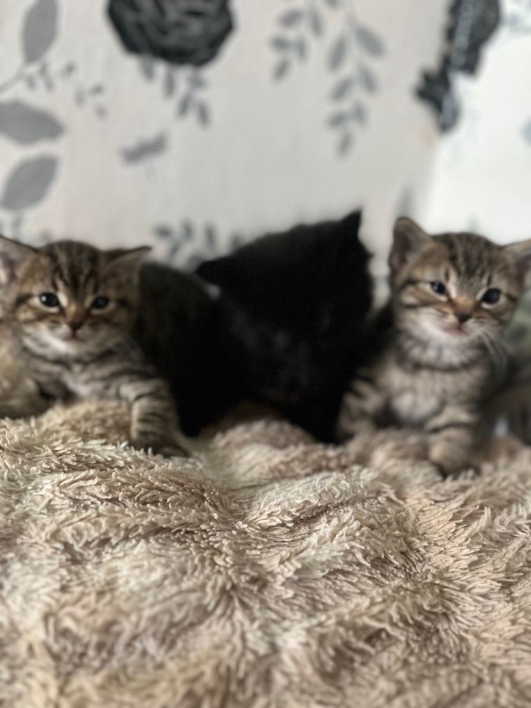 Kittens looking for their forever home ✨