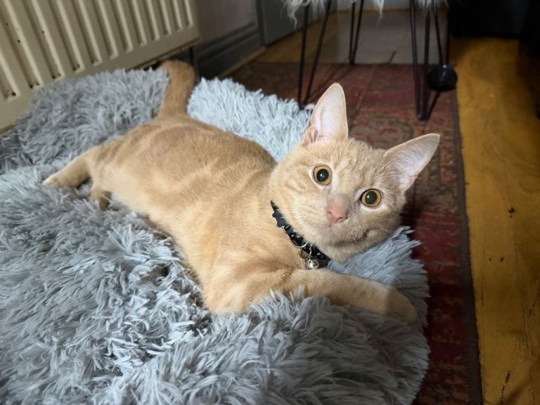 Kitten for Sale - 4 months