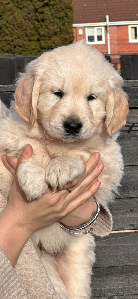 Golden retriever puppies ⭐️🌟
