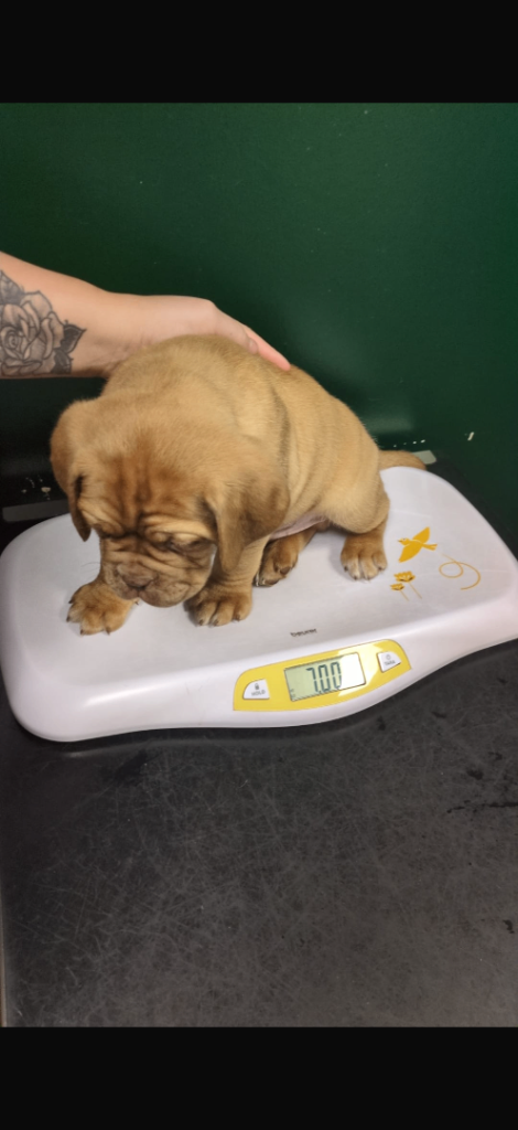 2 bitches left !!FULL KC PEDIGREE DOGUE DE BORDEAUX💗💙 