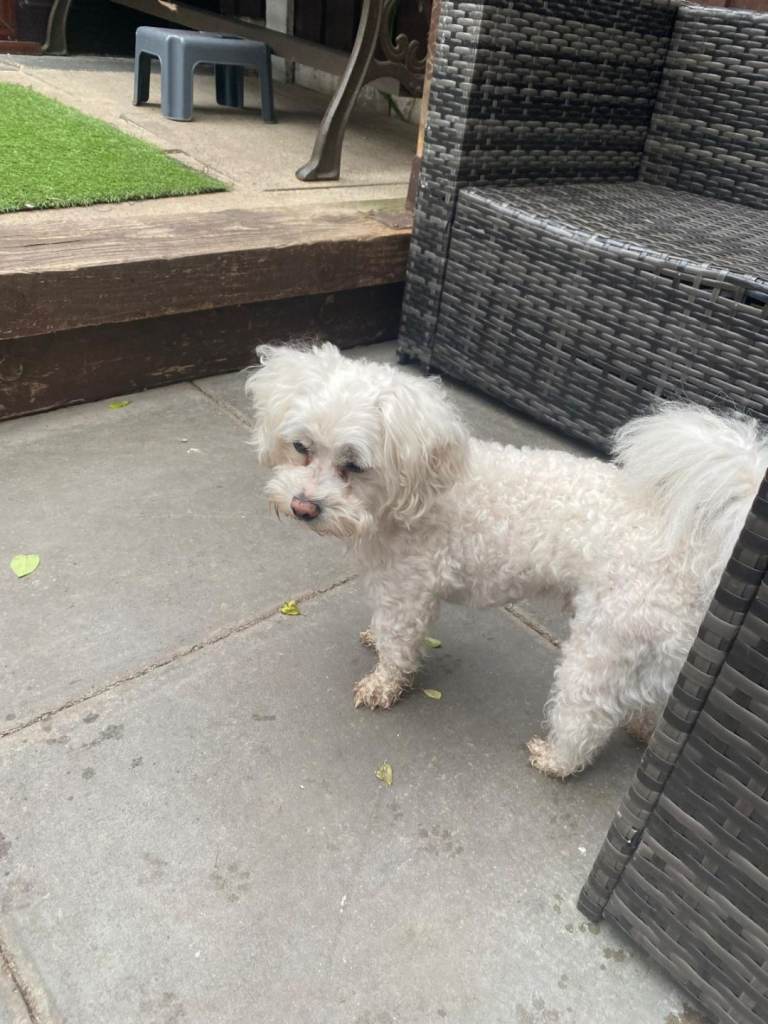 Bichon Puppy 