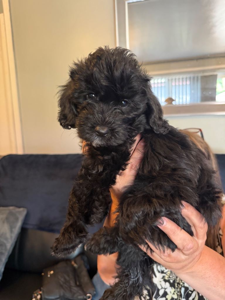 Labradoodle cross Cockapoo pups