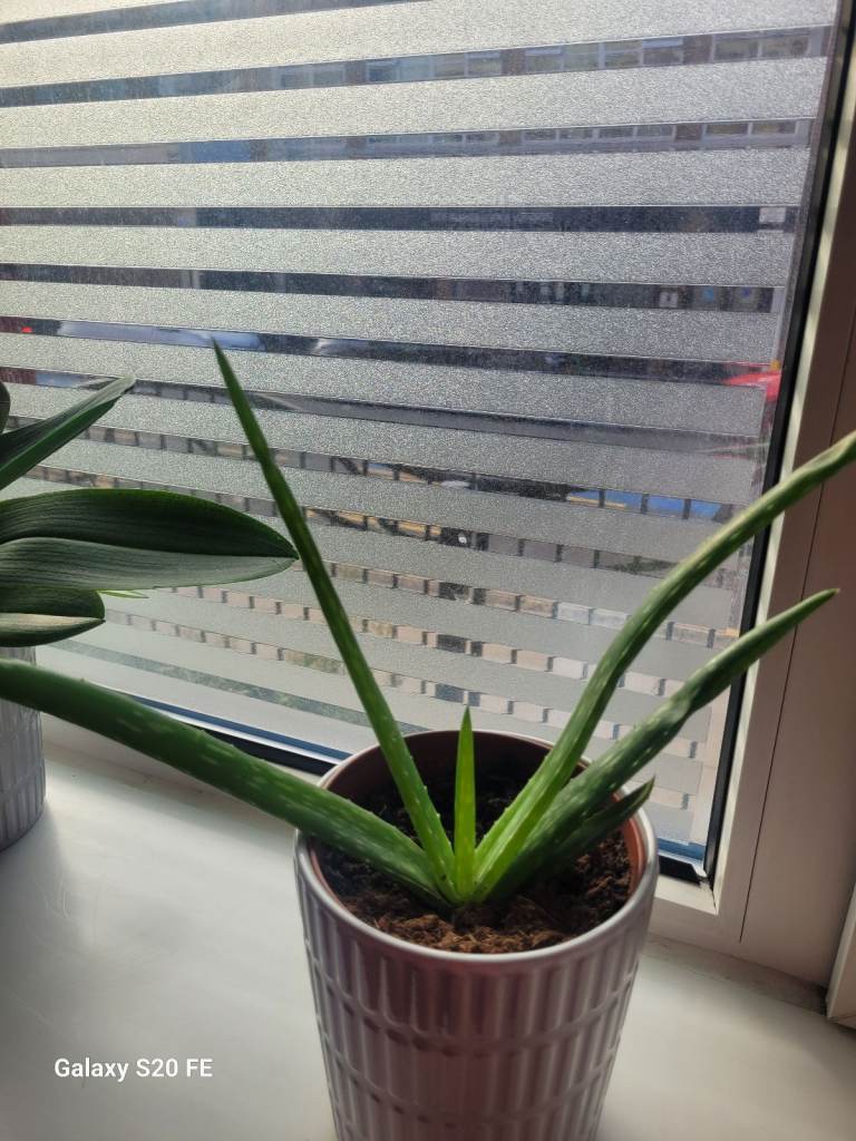 Aloe Vera plant in the grey ceramic pot 