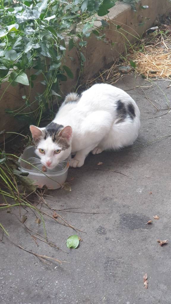 Abandonned but cat needs home