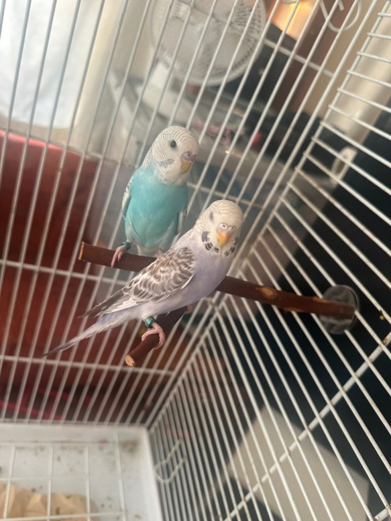 2 baby budgies for rehoming 