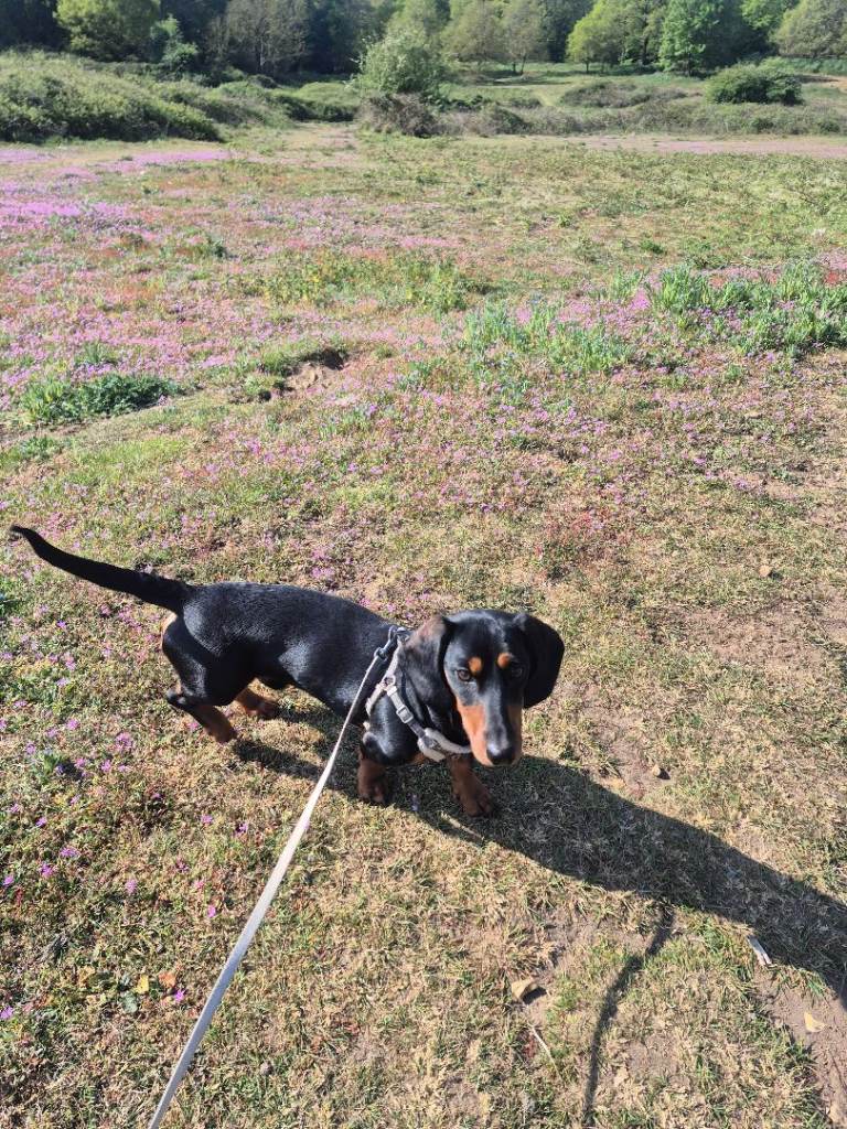 Puppy dachshund 