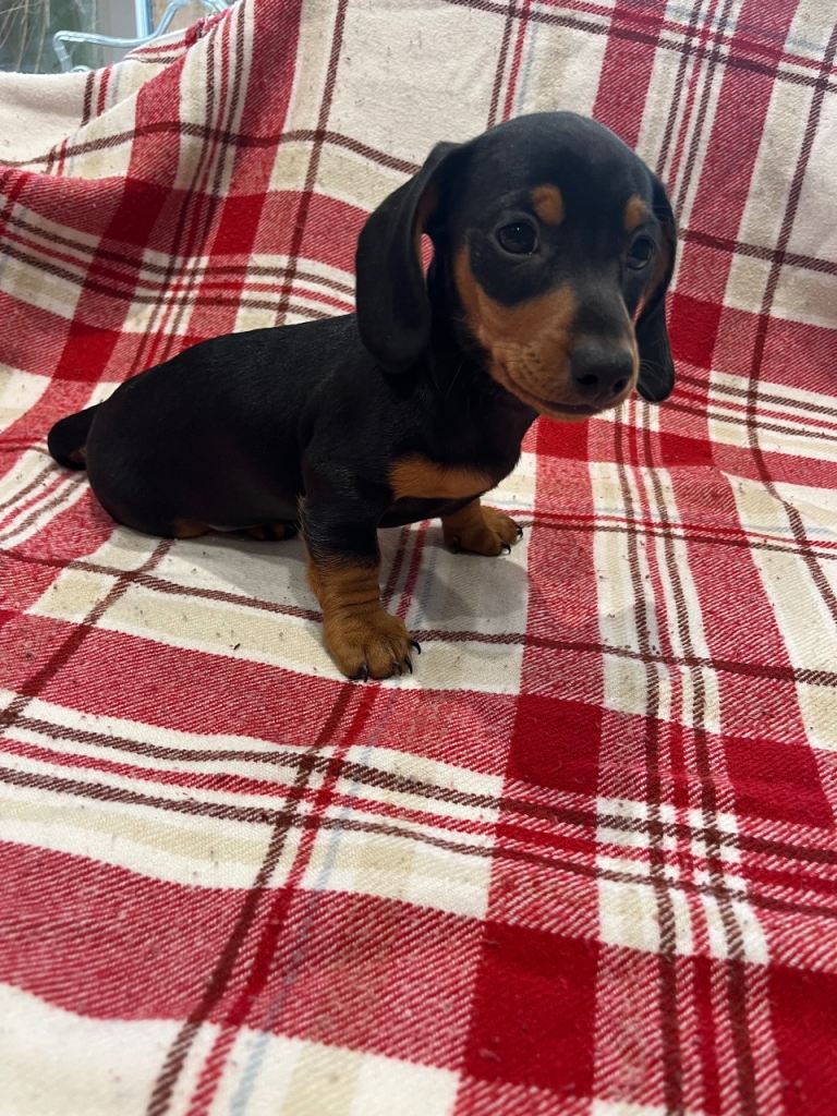 Miniature dachshunds for sale