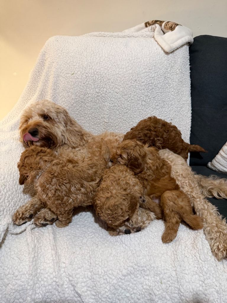 F1B cockapoo puppies 