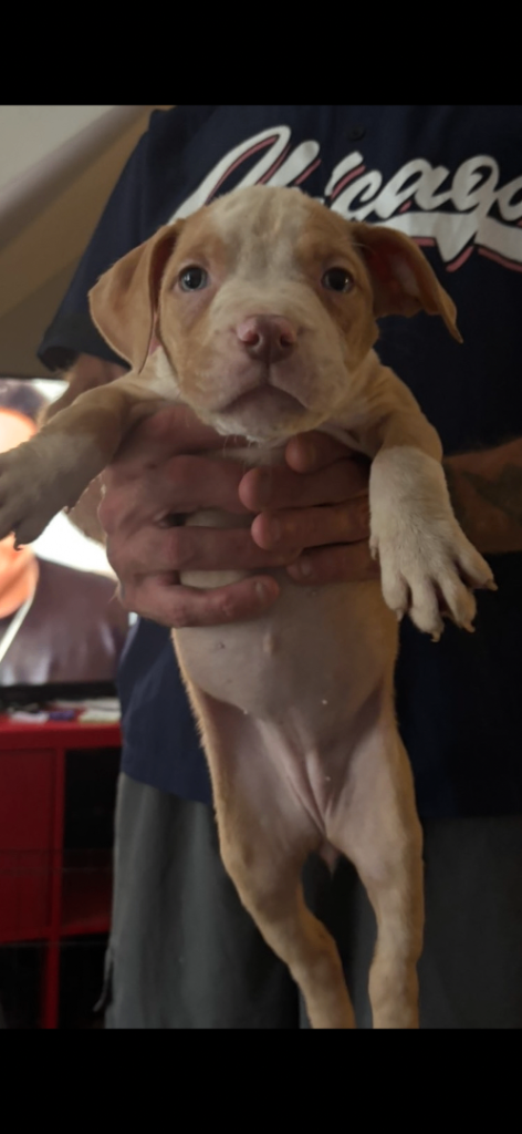 Pocket bully cross puppy’s 