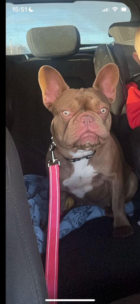 Female french bull dog