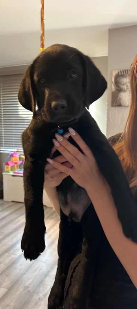 Black Labrador retriever puppies 