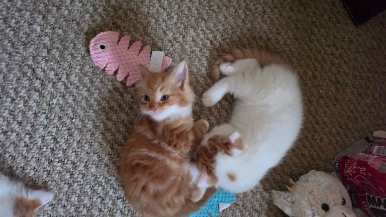 2 little bundles of mischeif