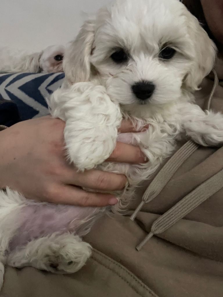 Maltese boys ready to leave 
