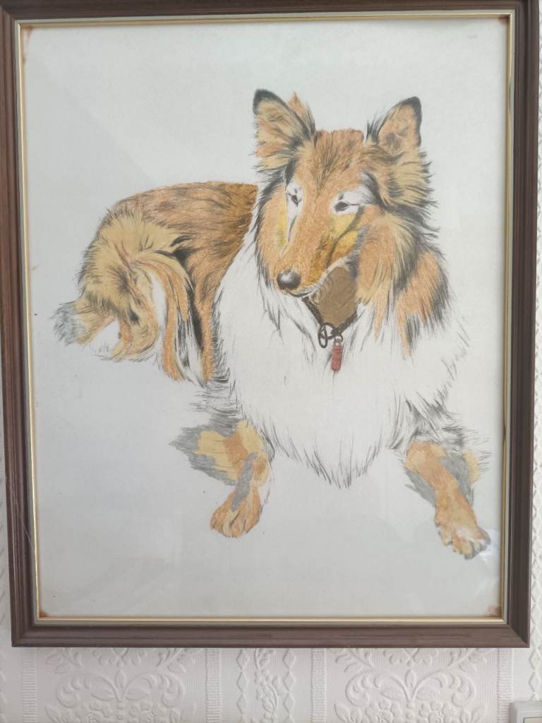 Sheepdog picture.