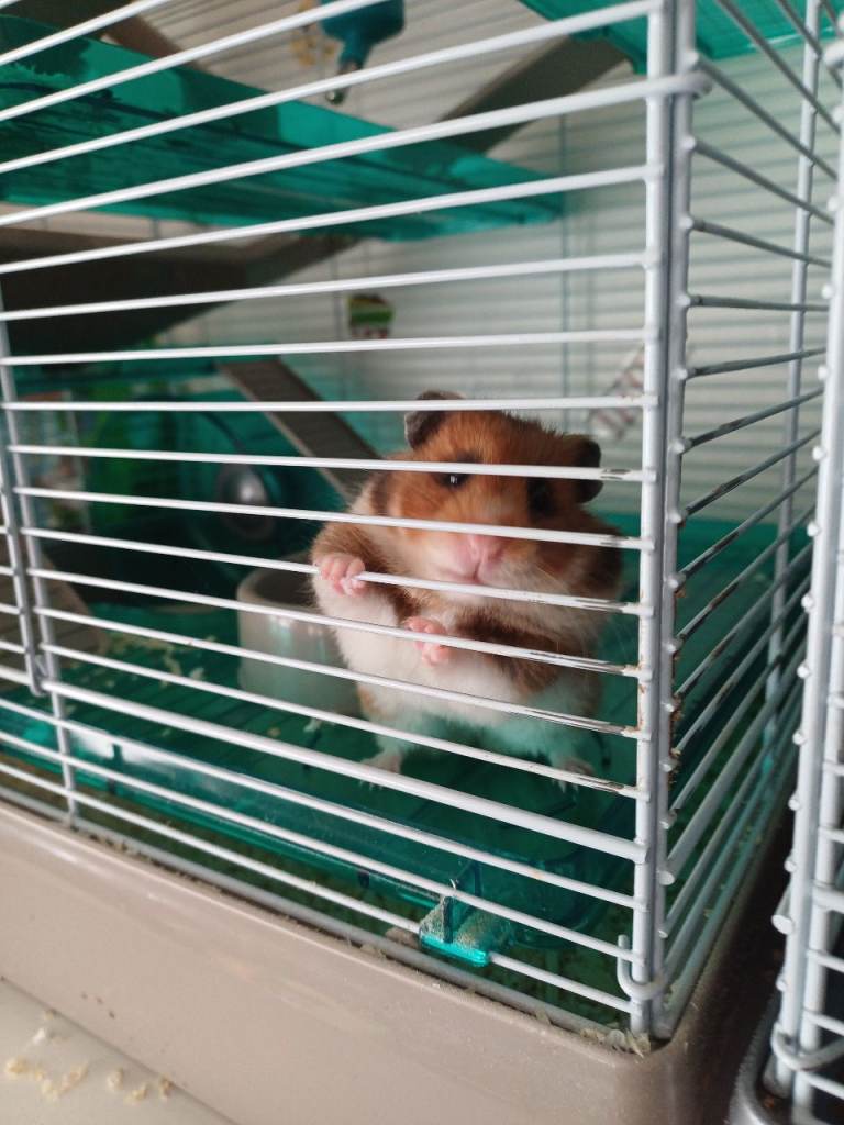 Hamster cage and everything in it