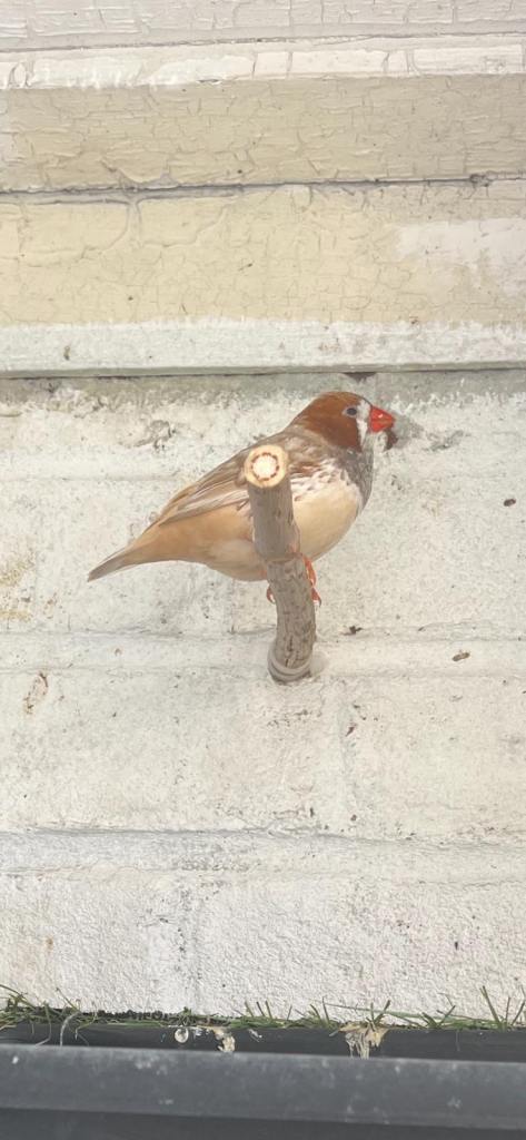 Balcony birds 