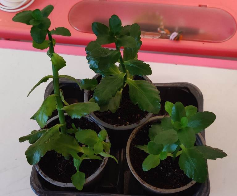 image for 3 kalanchoe that give orange flowers. 