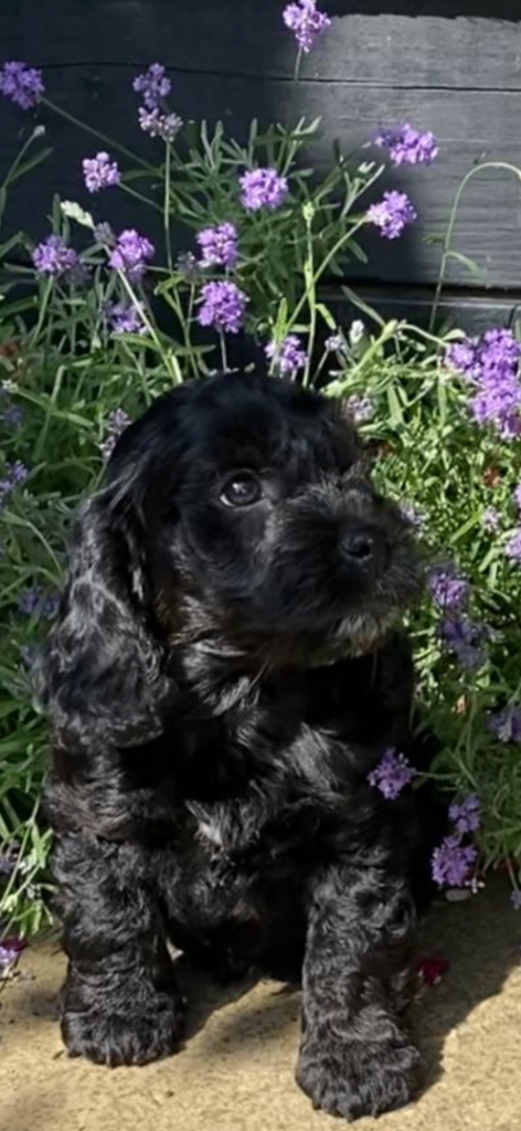 F1 Cockapoo Gorgeous Girl pups 