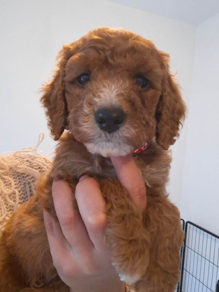 RED COCKAPOO PUPS
