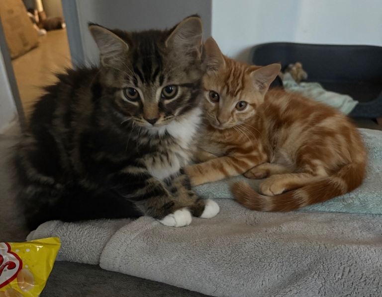 4 kittens for sale 