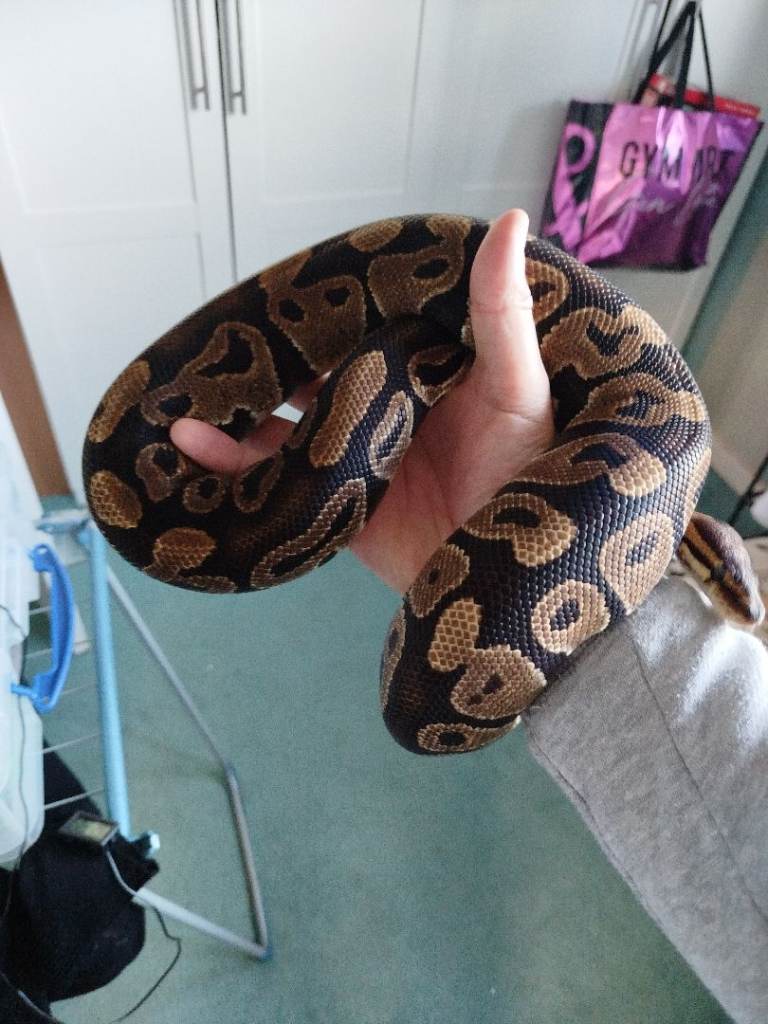 Royal Pythons for sale (updated regularly)