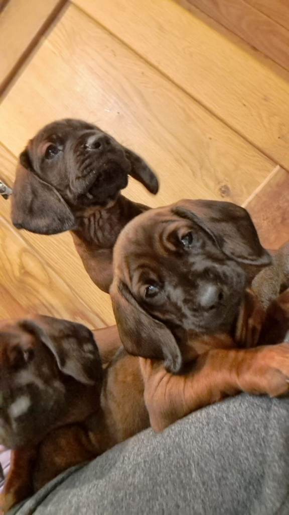 image for Bmh pups for sale