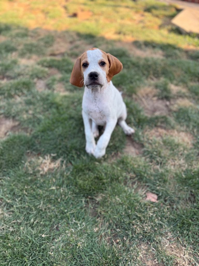 Gorgeous English Pointer pups looking for new homes 