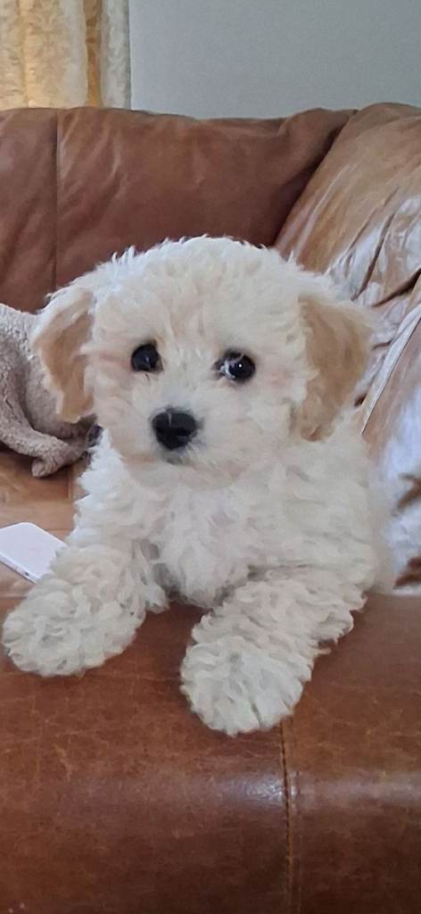 Poochon pup