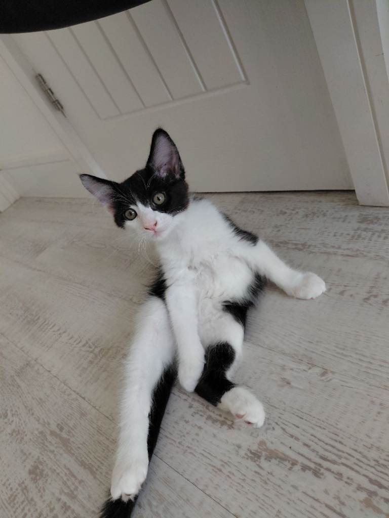 Lovely kittens looking for their forever home