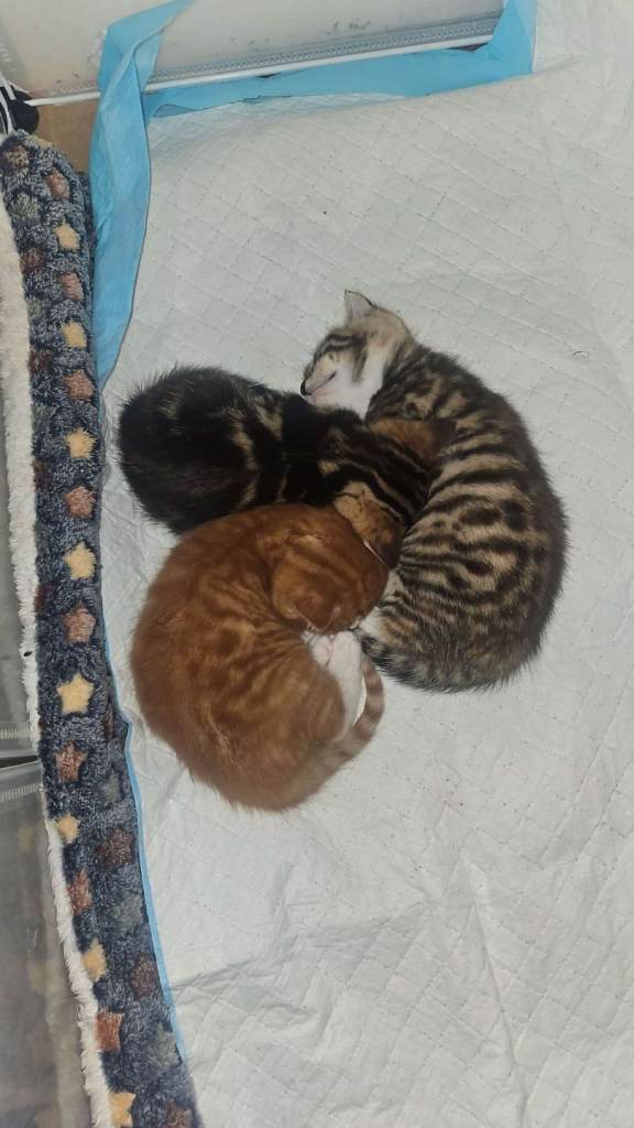 british short hair x tabby cat kittens