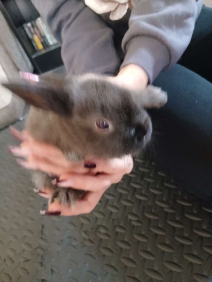 Mini lop lion heads 