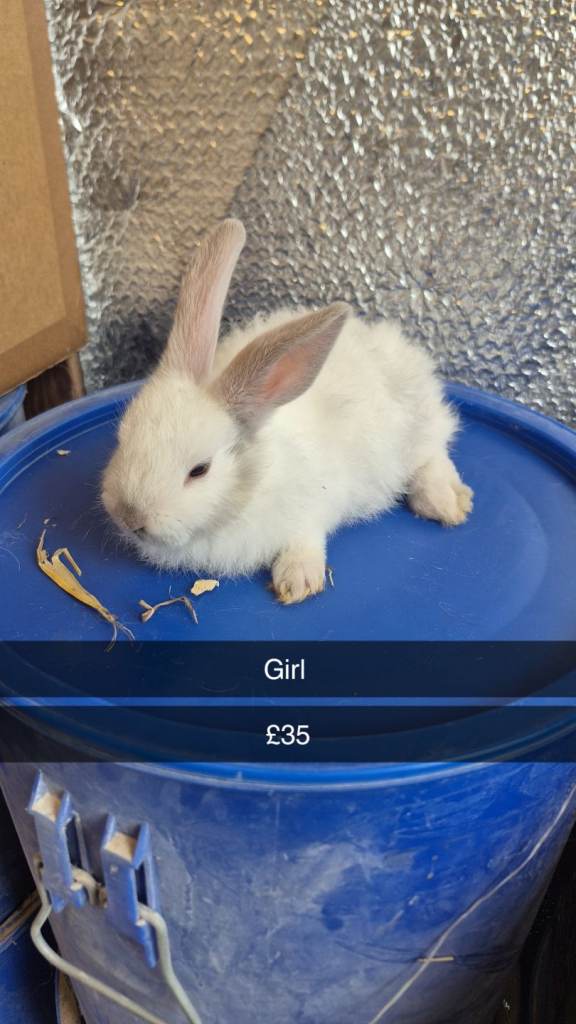 Baby Rabbits lionhead 8 week old, handled daily 