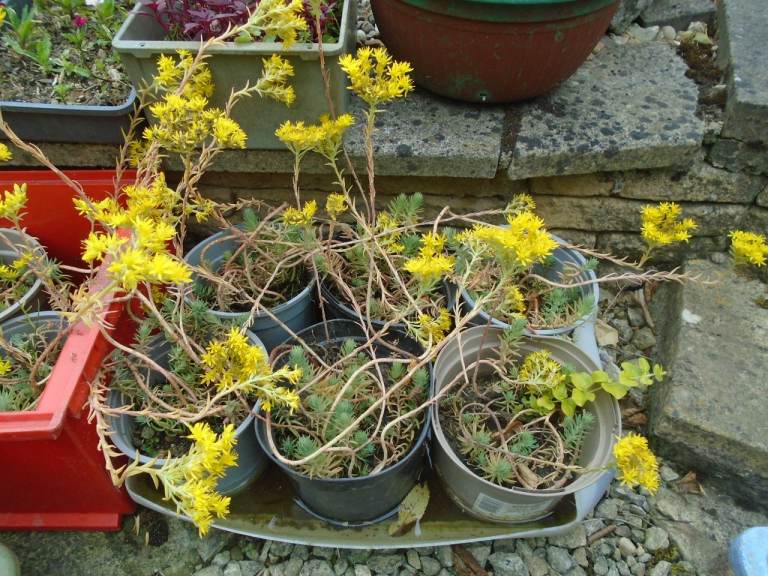Sedum succulent garden perennial plants with yellow flowers, rockery ground cover - £3 EACH