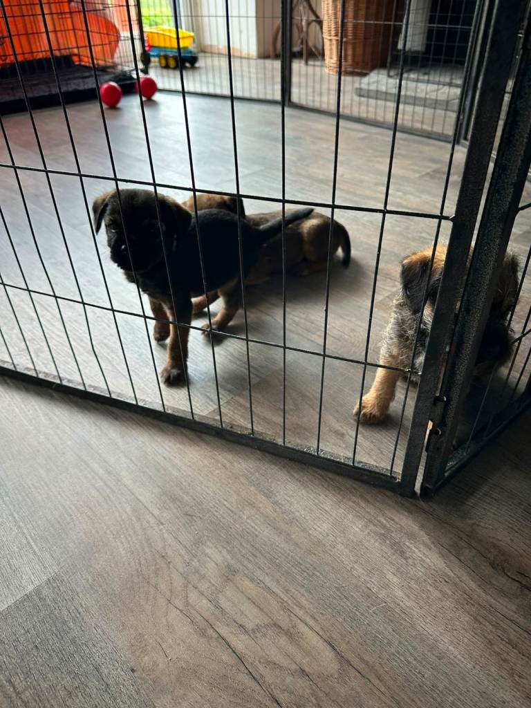 Border Terrier puppies for sale