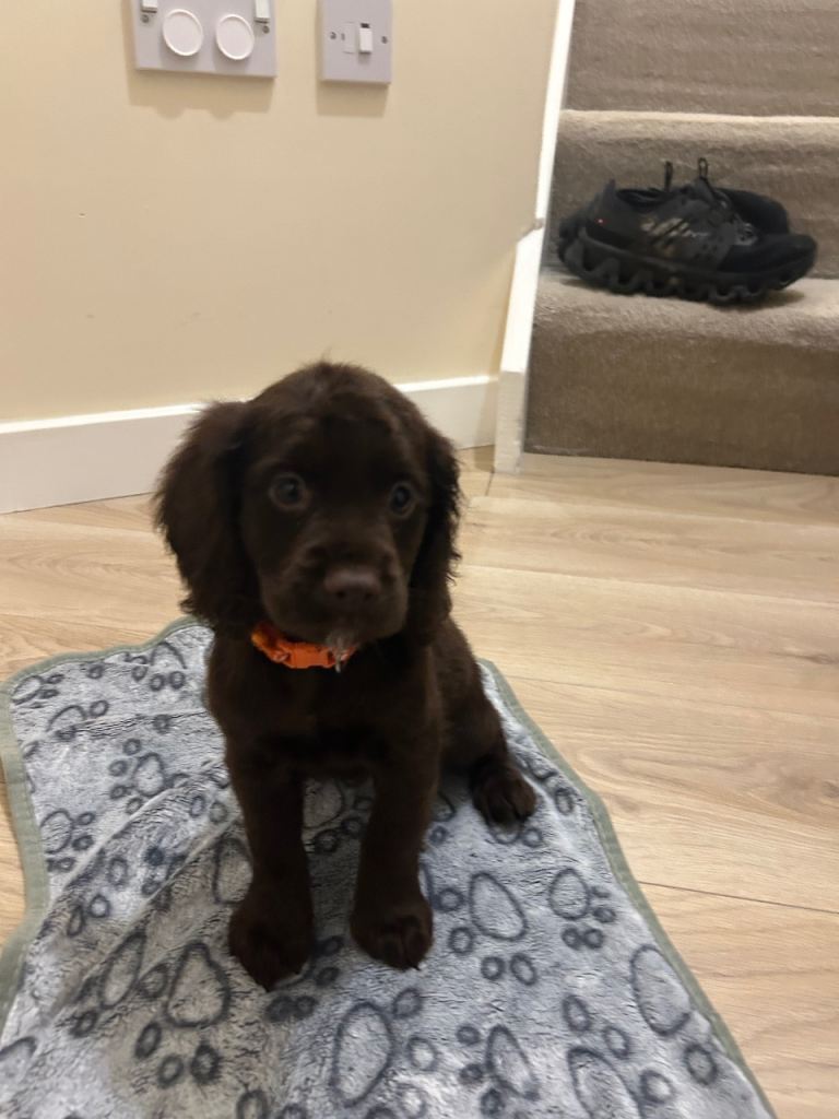 KC COCKER SPANIEL PUPPIES 