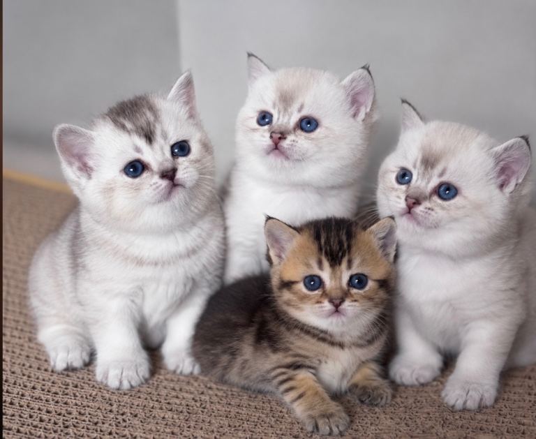 🌸Beautiful kittens 🐱 
