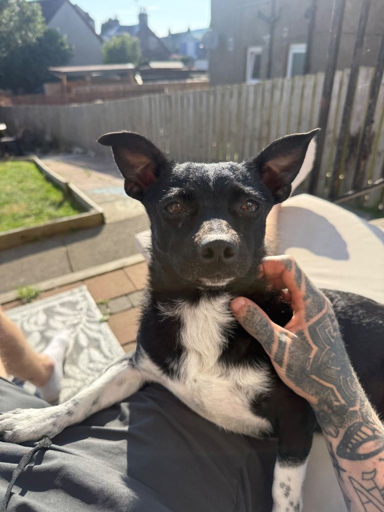 1 year old dog rehoming