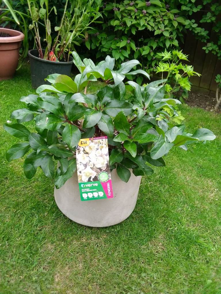 Nine healthy garden plants in pots.