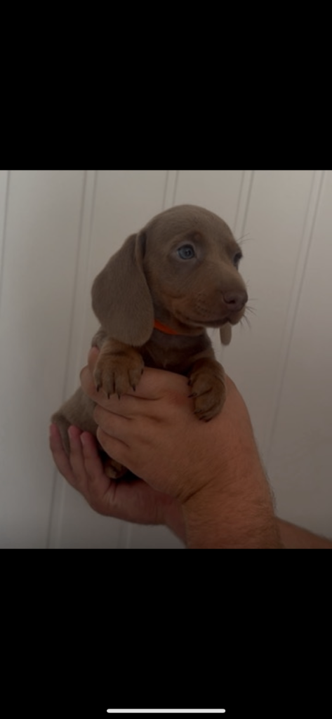 Miniature dachshunds KC 