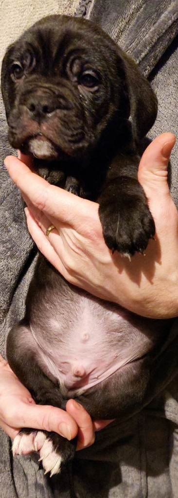 Cane Corso cross American bulldog puppy's 