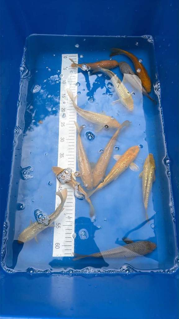 Koi for sale 