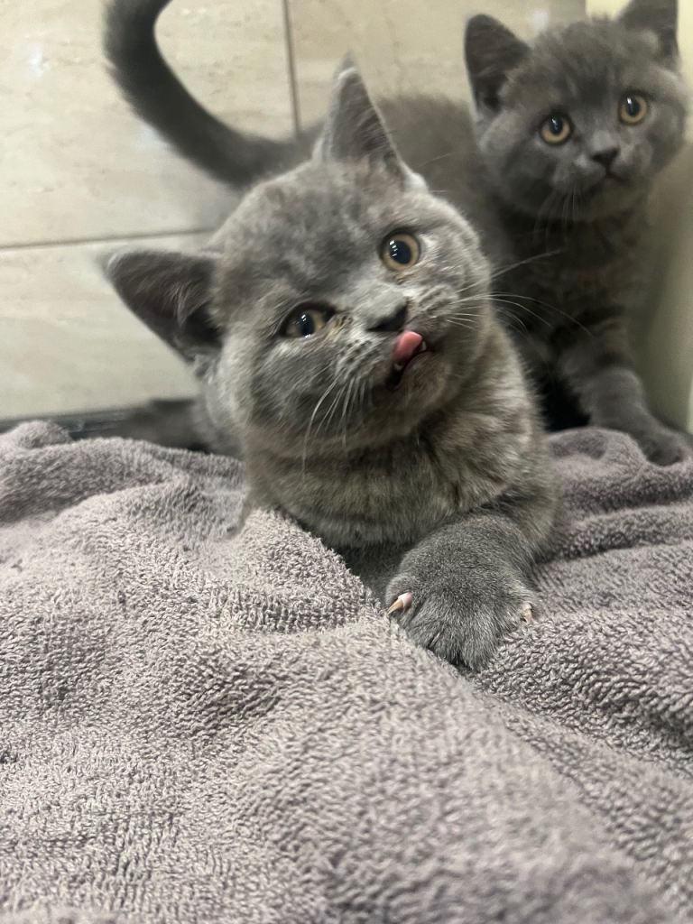 BSH kittens 