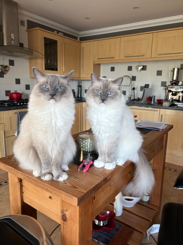2 x Male Ragdoll cats
