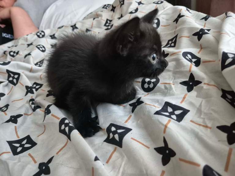 Kittens 