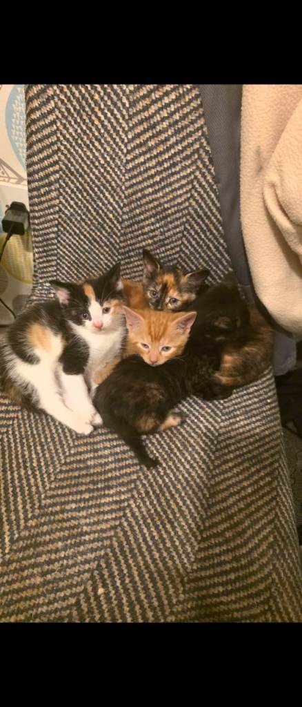 Rare kittens. Excellent/rare bloodline 