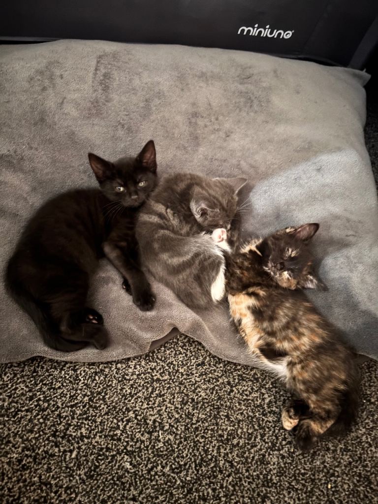 Female Kittens. Ready now