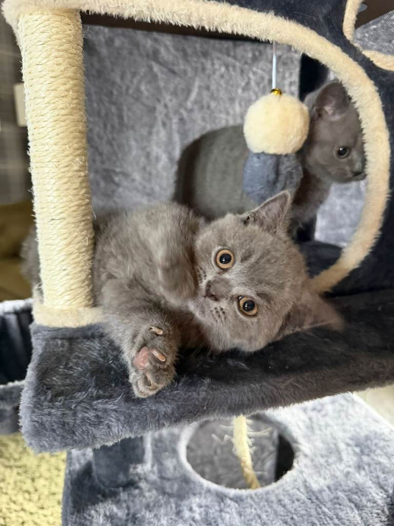 British blue short hair kittens 