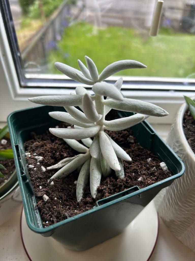 Succulent Senecio Mon Blan.