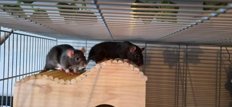 X2 Females Rats, Cage and Accessories 