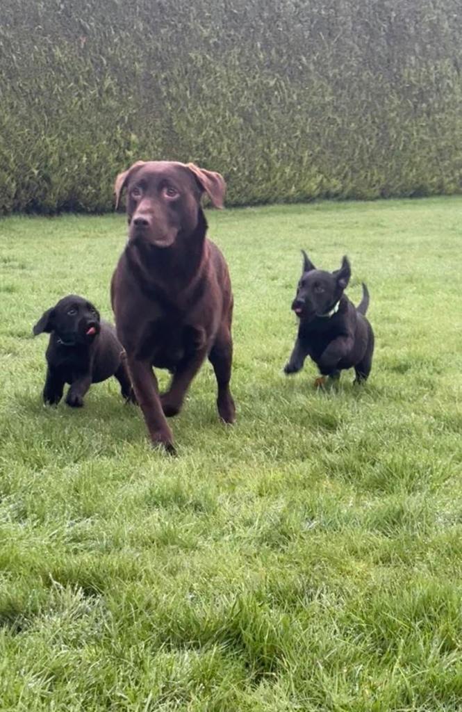 KC black Labrador pups